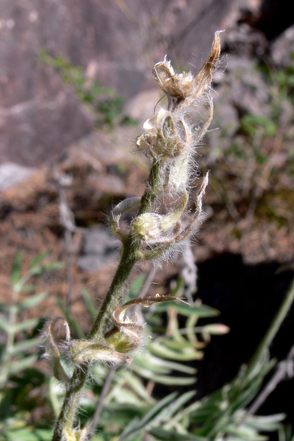 Image of Oxytropis ivdelensis specimen.