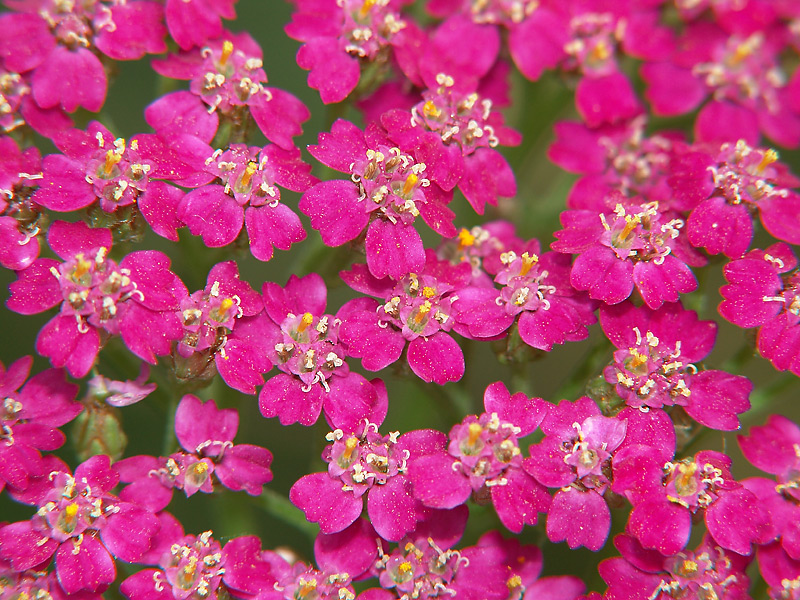 Изображение особи Achillea millefolium.