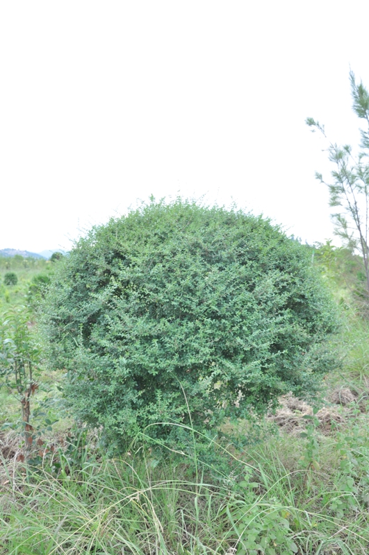 Image of Ligustrum lucidum specimen.