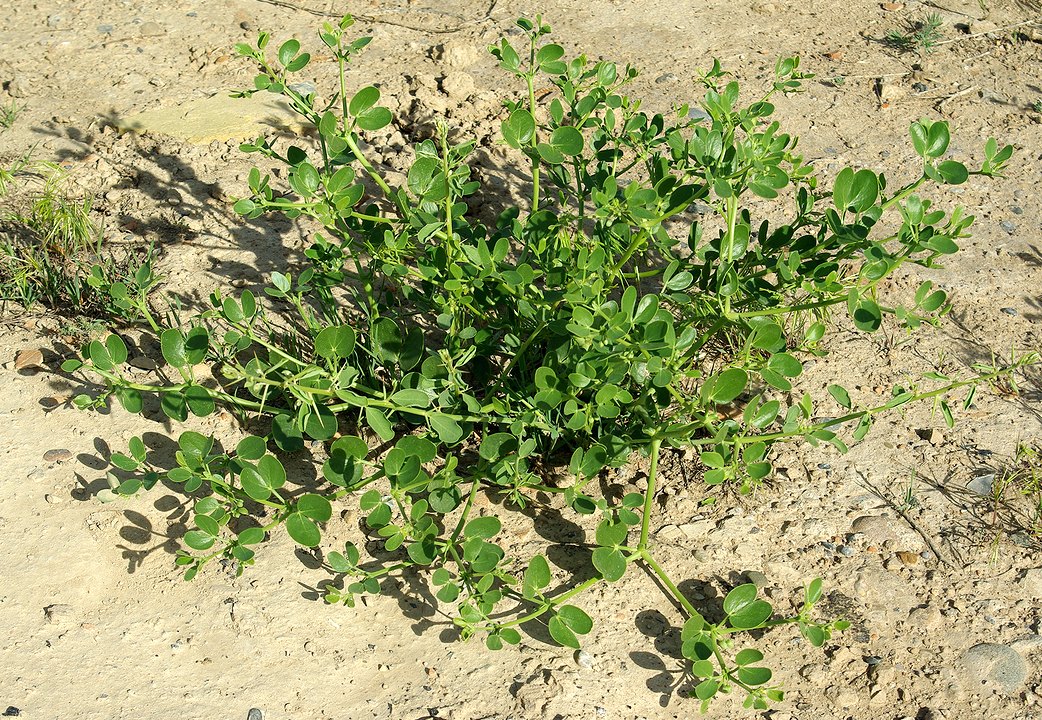 Image of Zygophyllum fabago ssp. orientale specimen.