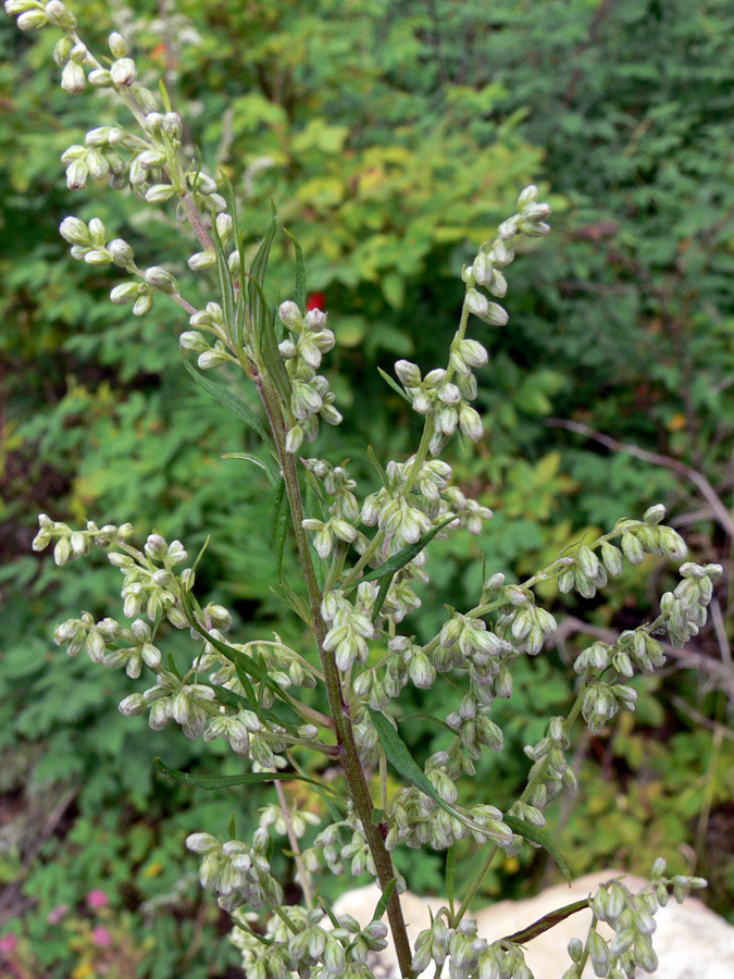 Изображение особи Artemisia vulgaris.