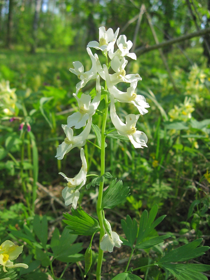 Image of Corydalis bracteata specimen.