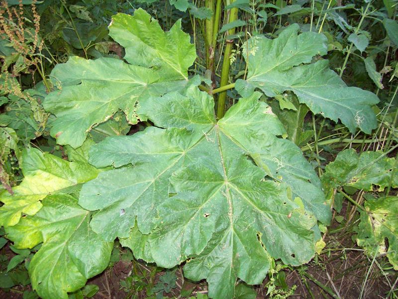 Image of Heracleum sosnowskyi specimen.