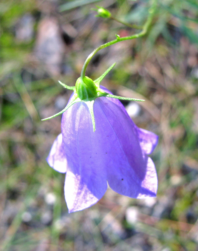 Изображение особи Campanula rotundifolia.