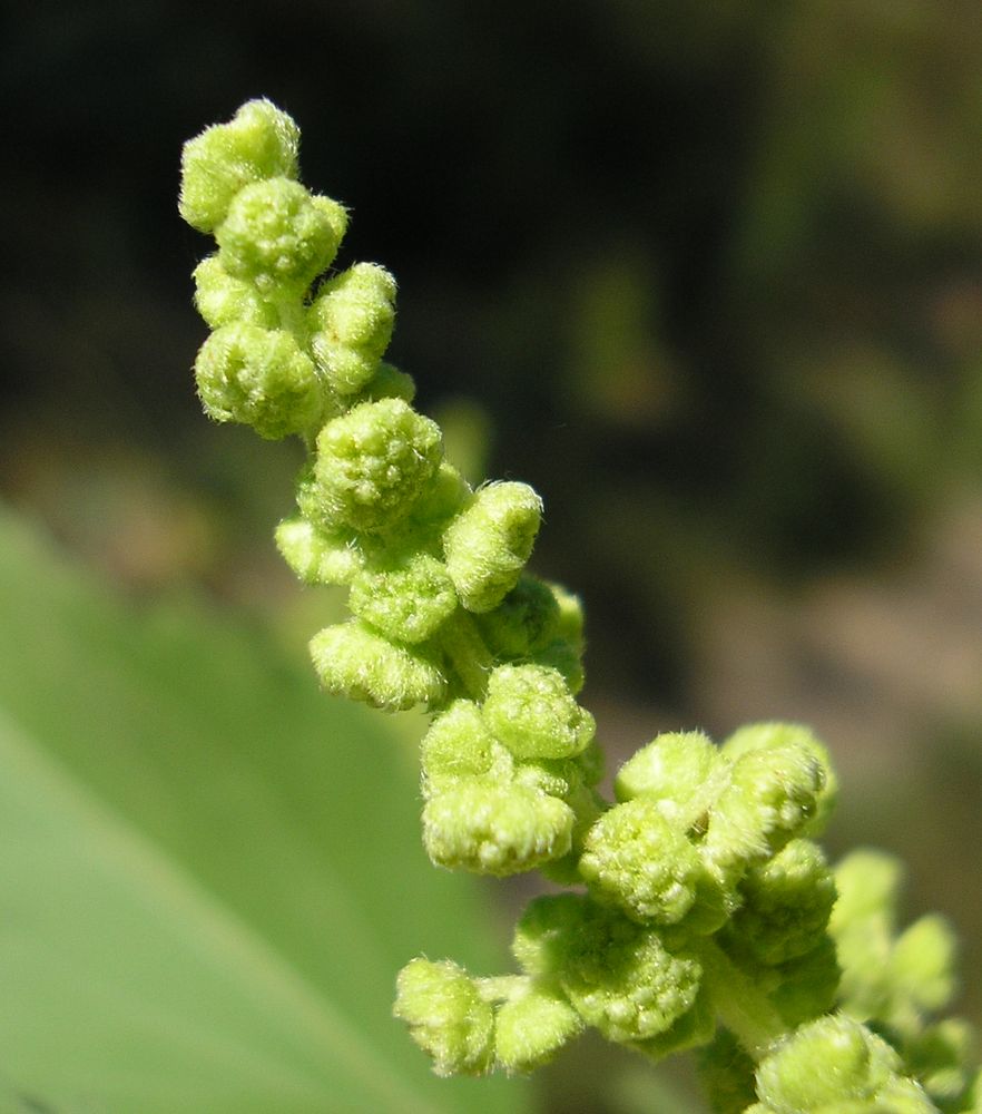 Image of Cyclachaena xanthiifolia specimen.