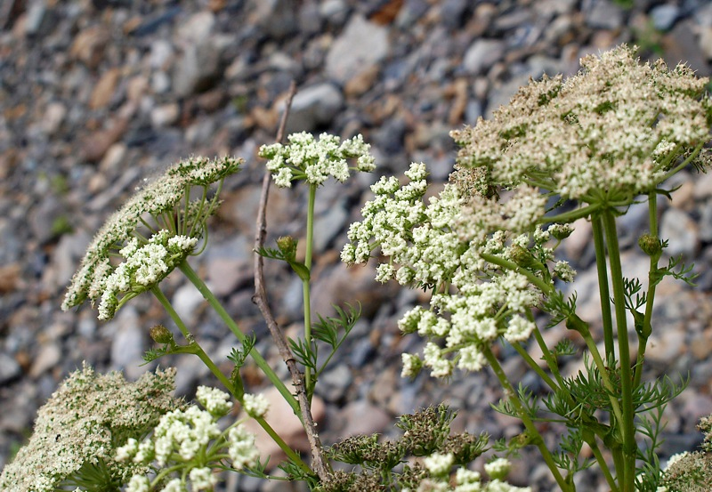 Image of familia Apiaceae specimen.