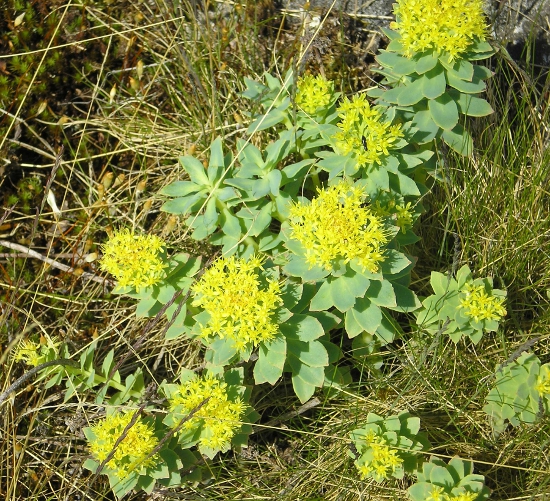 Изображение особи Rhodiola rosea.