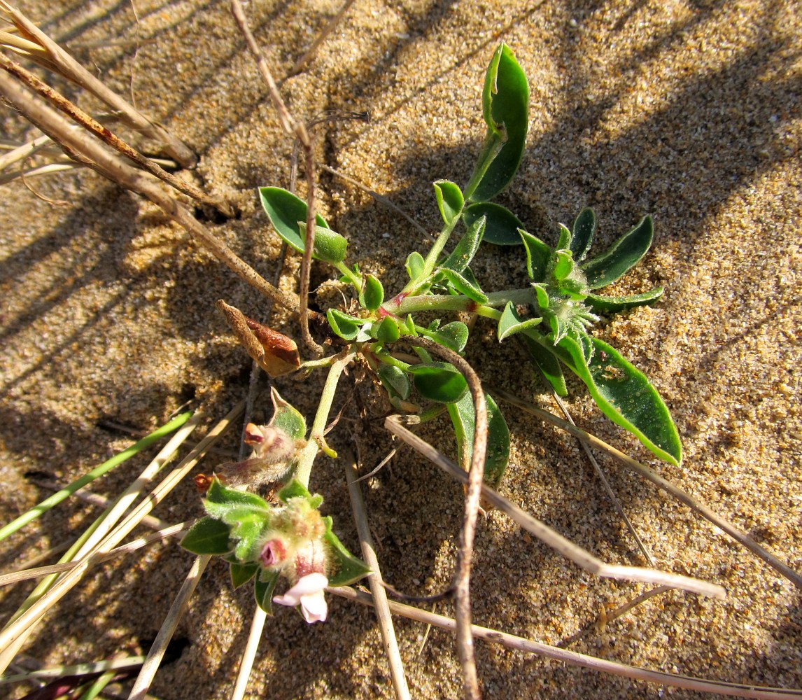 Изображение особи Anthyllis vulneraria ssp. iberica.