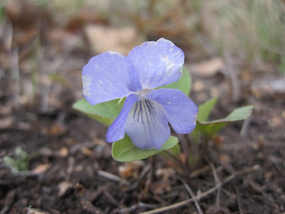 Image of Viola rupestris specimen.