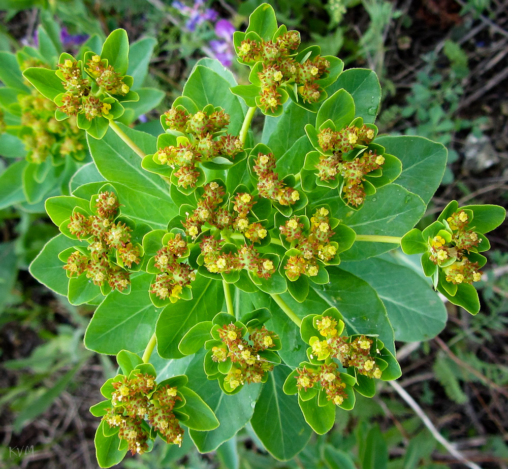 Image of Euphorbia pilosa specimen.