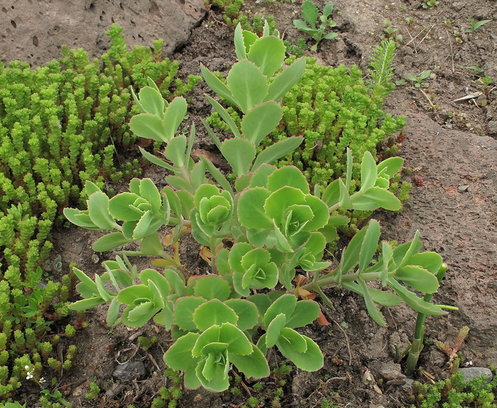 Image of genus Hylotelephium specimen.