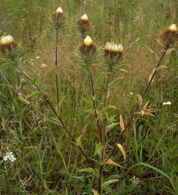 Image of Carlina biebersteinii specimen.