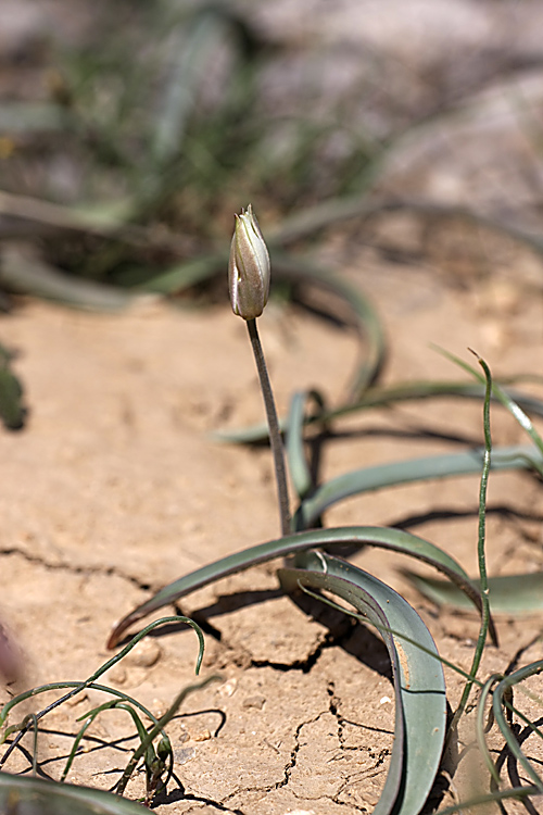 Изображение особи Tulipa turkestanica.