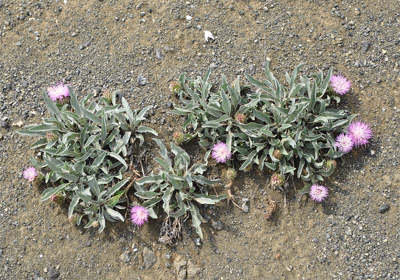 Image of Psephellus integrifolius specimen.