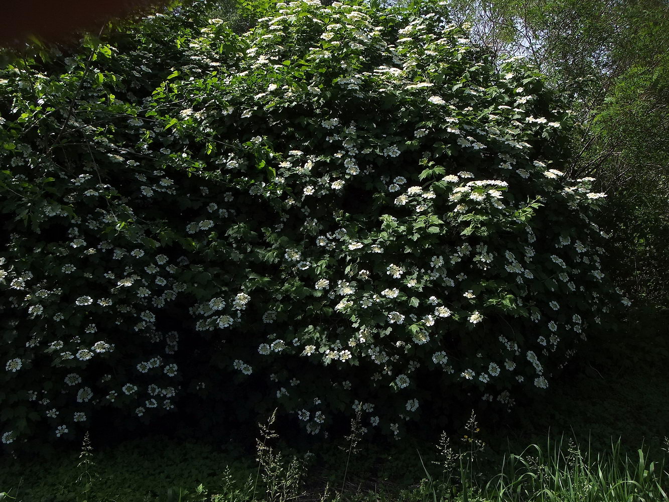 Изображение особи Viburnum opulus.