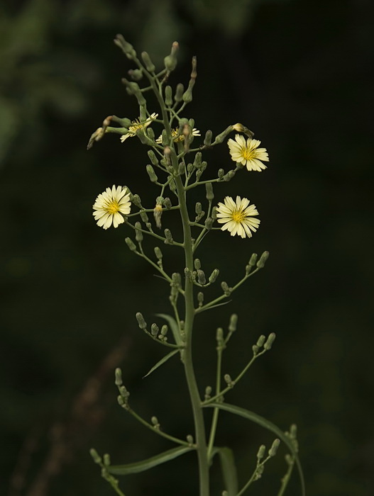 Изображение особи Lactuca indica.