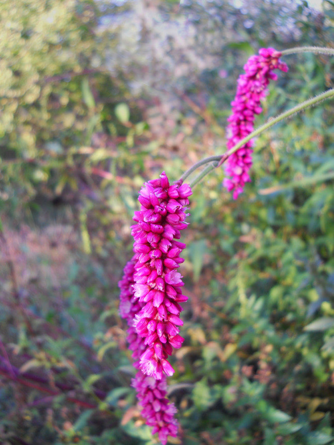 Image of Persicaria orientalis specimen.