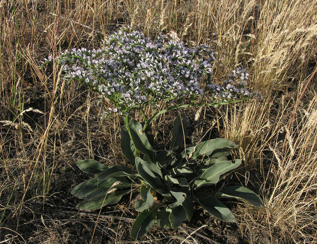 Image of Goniolimon tataricum specimen.