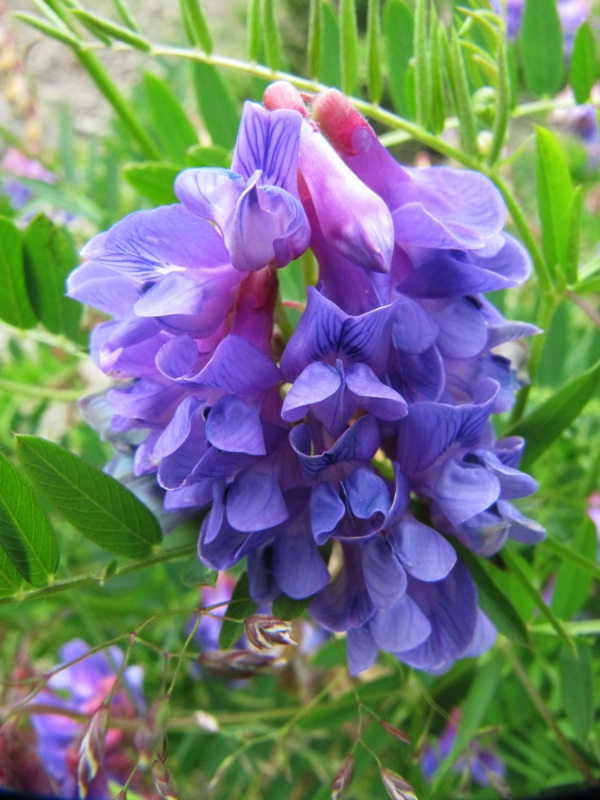 Image of Vicia nervata specimen.