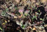 Trifolium hirtum. Цветущие растения. Крым, Ялта, Грузпорт. 25 апреля 2012 г.