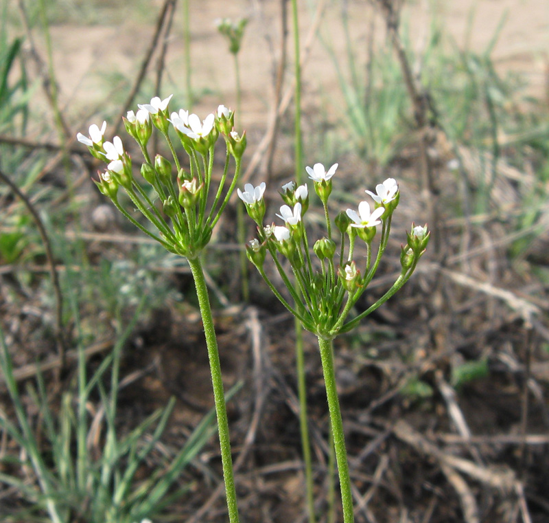 Image of Androsace septentrionalis specimen.