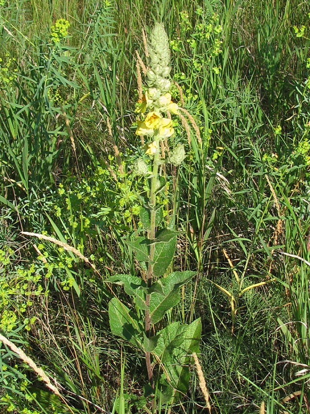 Изображение особи Verbascum ovalifolium.