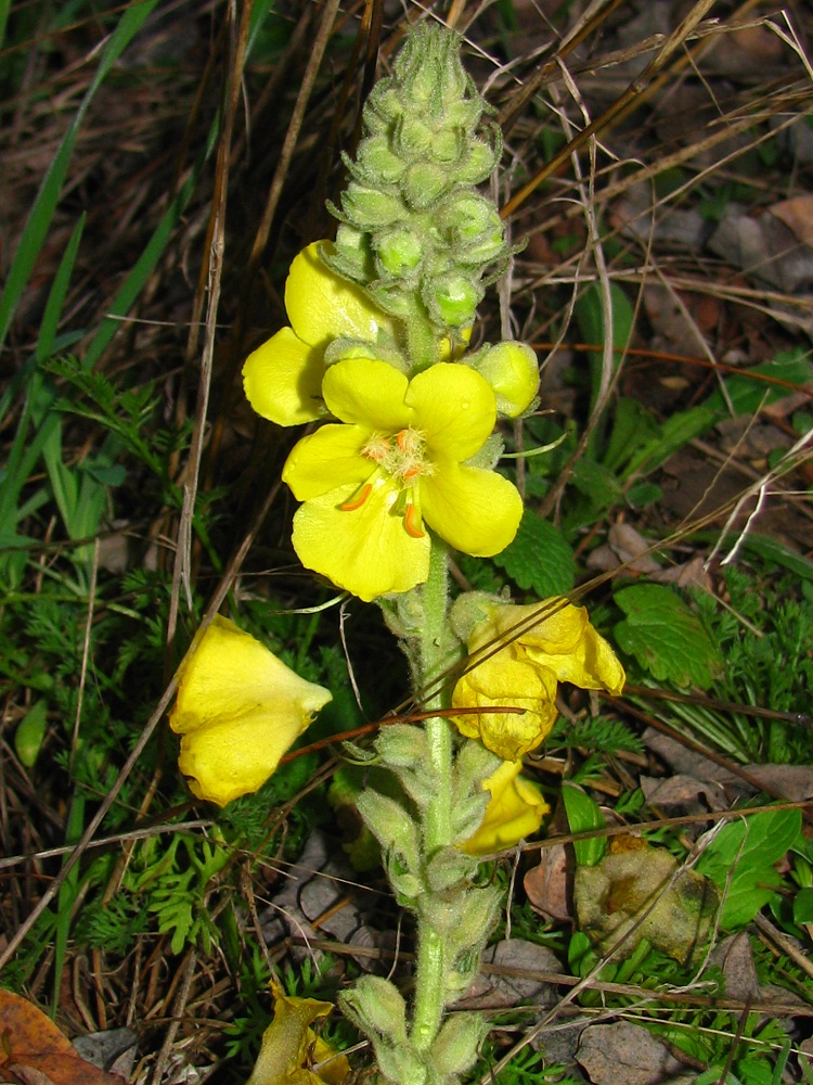Изображение особи Verbascum densiflorum.