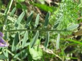 Vicia villosa. Лист. Украина, г. Запорожье, пос. Солнечный, балка, степной участок. 29.06.2011.