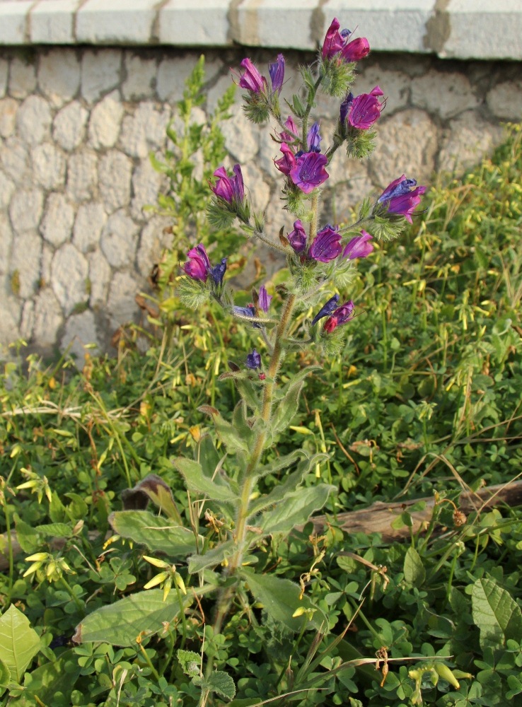 Image of Echium plantagineum specimen.