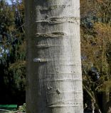 Celtis australis. Средняя часть ствола взрослого дерева. Германия, г. Krefeld, ботанический сад. 20.04.2013.