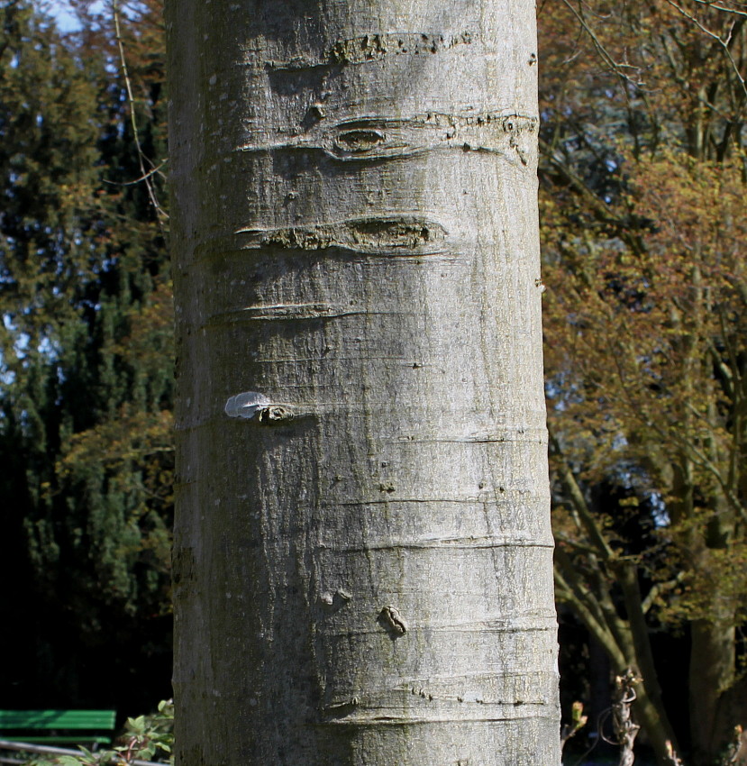 Изображение особи Celtis australis.