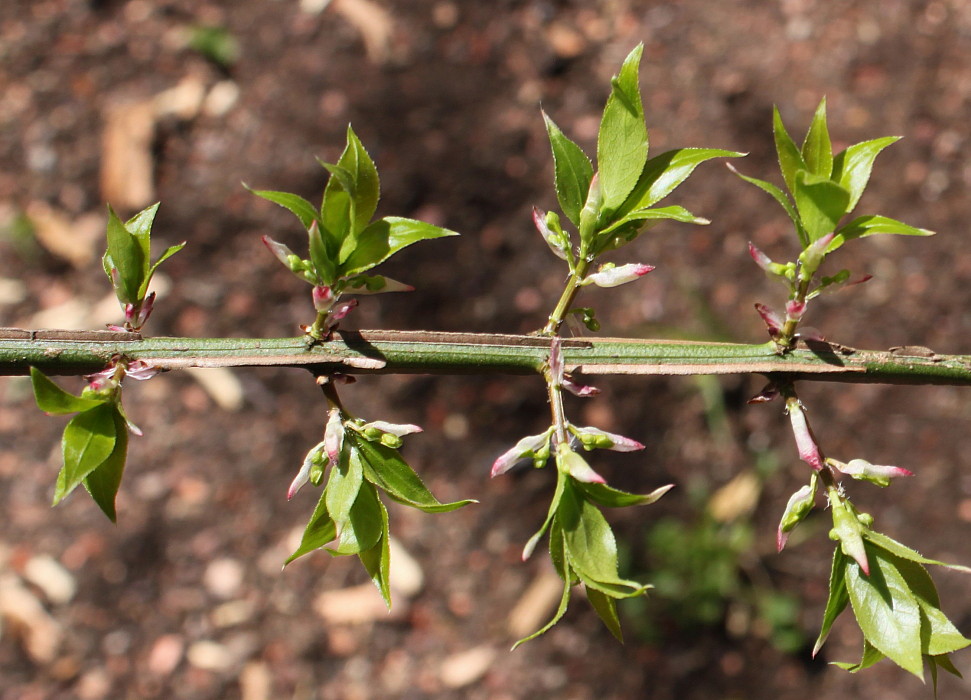 Image of Euonymus alatus specimen.