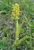 Orchis punctulata