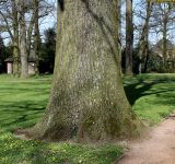 Quercus robur. Комлевая часть взрослого дерева. Германия, г. Krefeld, Ботанический сад. 20.04.2013.