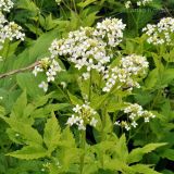 Cardamine leucantha