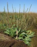 Plantago cornuti. Цветущее растение. Ростовская обл., дельта Дона, Азовский р-н, окр. хутора Узяк. 18.07.2012.