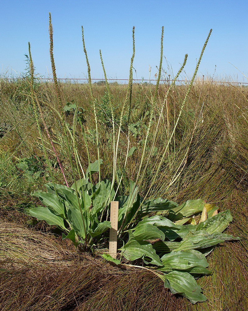 Изображение особи Plantago cornuti.