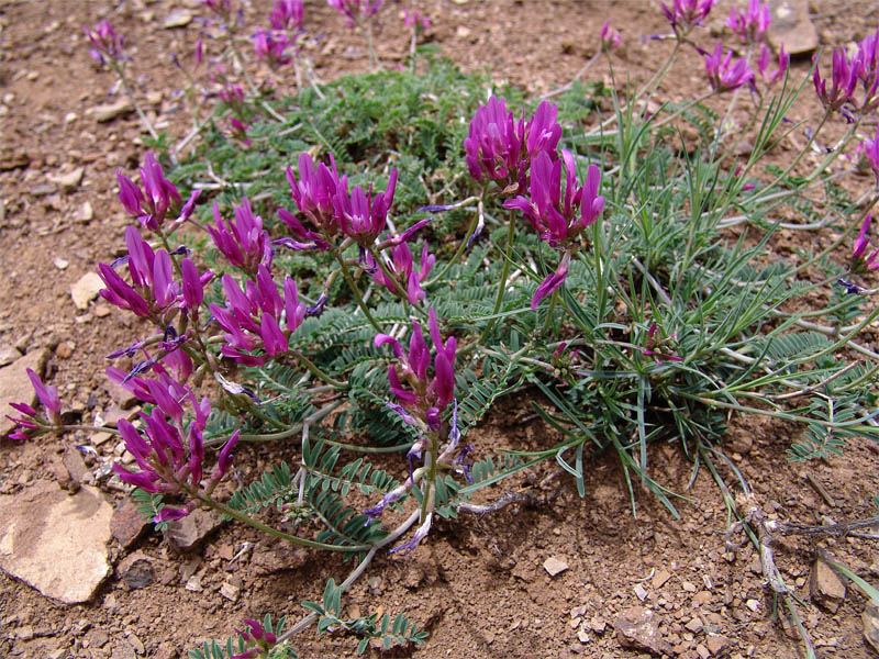 Изображение особи Astragalus glochideus.