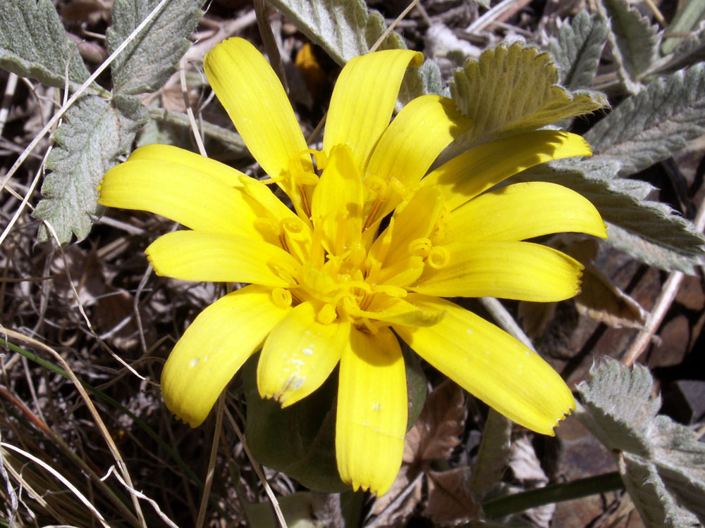 Image of Scorzonera subacaulis specimen.