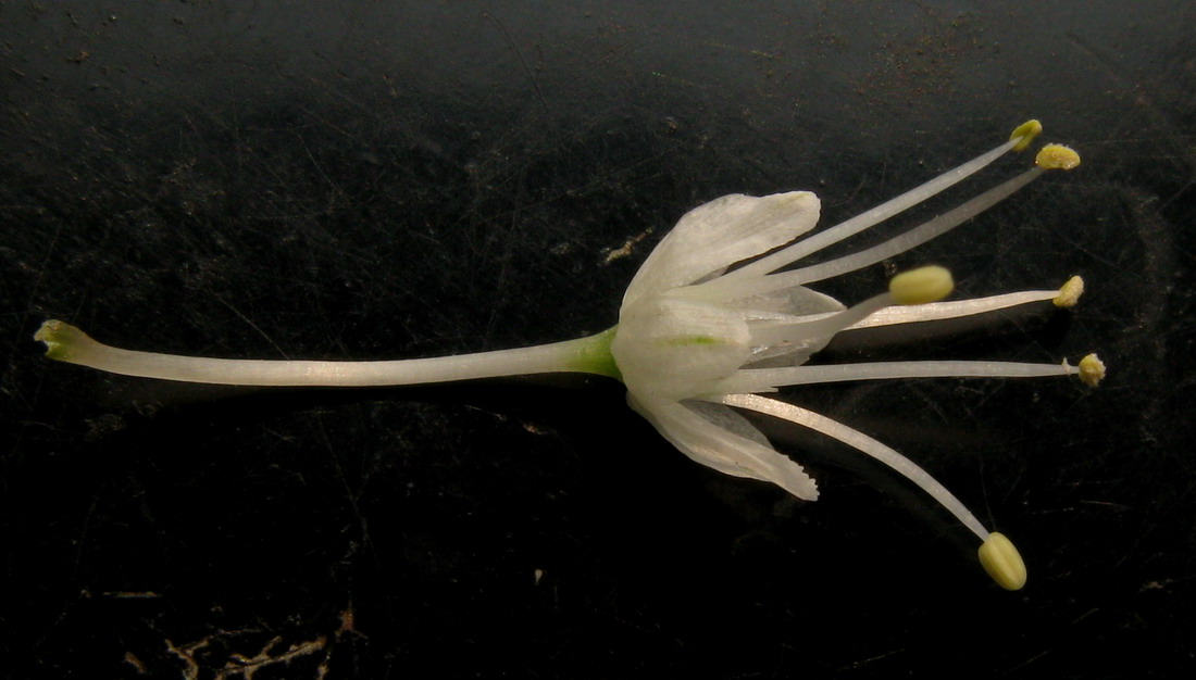 Изображение особи Allium monachorum.