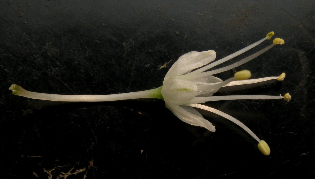 Image of Allium monachorum specimen.