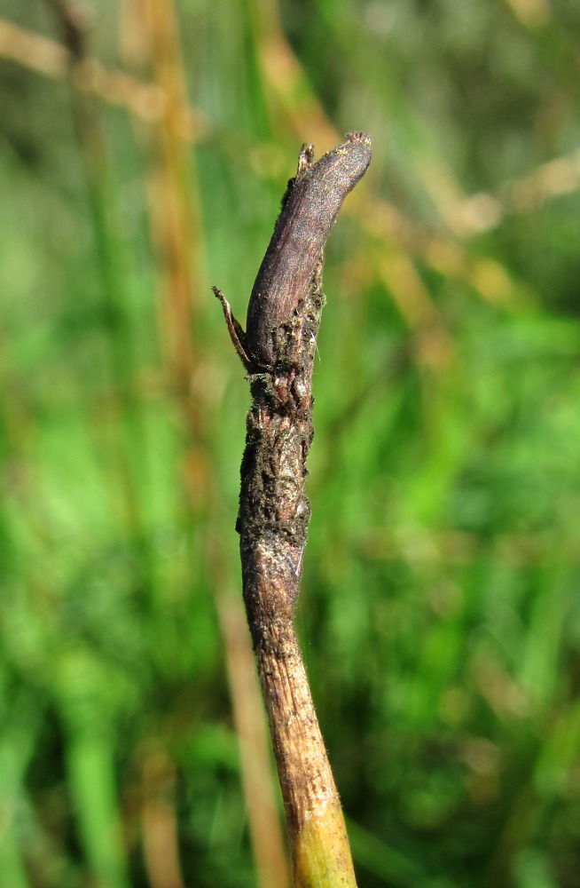 Изображение особи Eleocharis palustris.