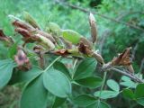 Chamaecytisus ruthenicus