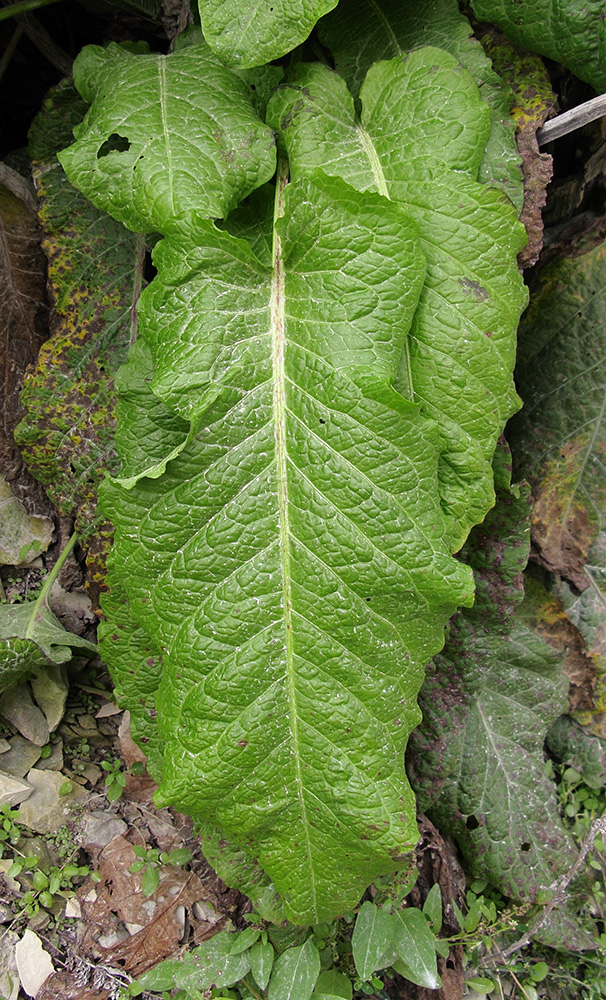 Image of Rumex sylvestris specimen.