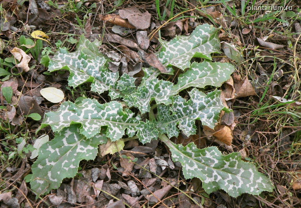 Image of Silybum marianum specimen.