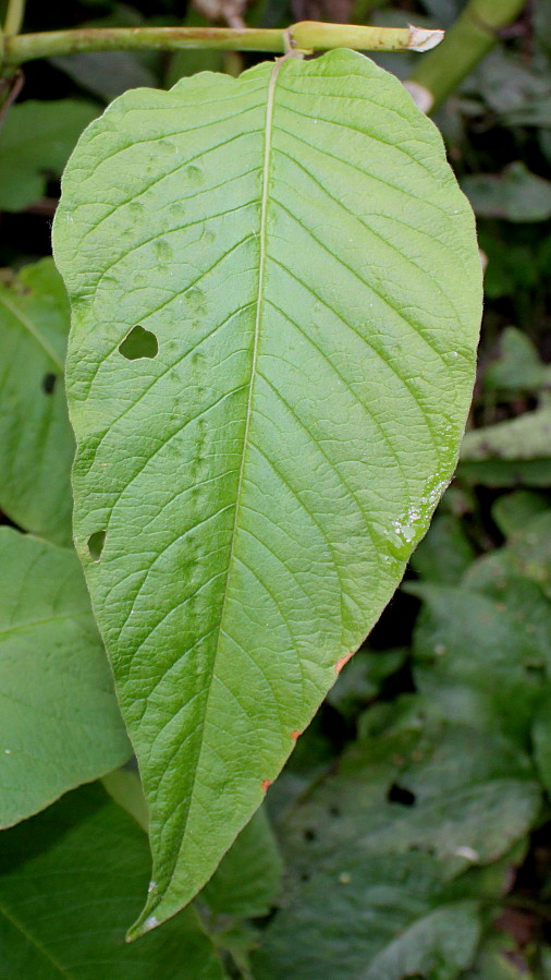 Image of genus Aconogonon specimen.