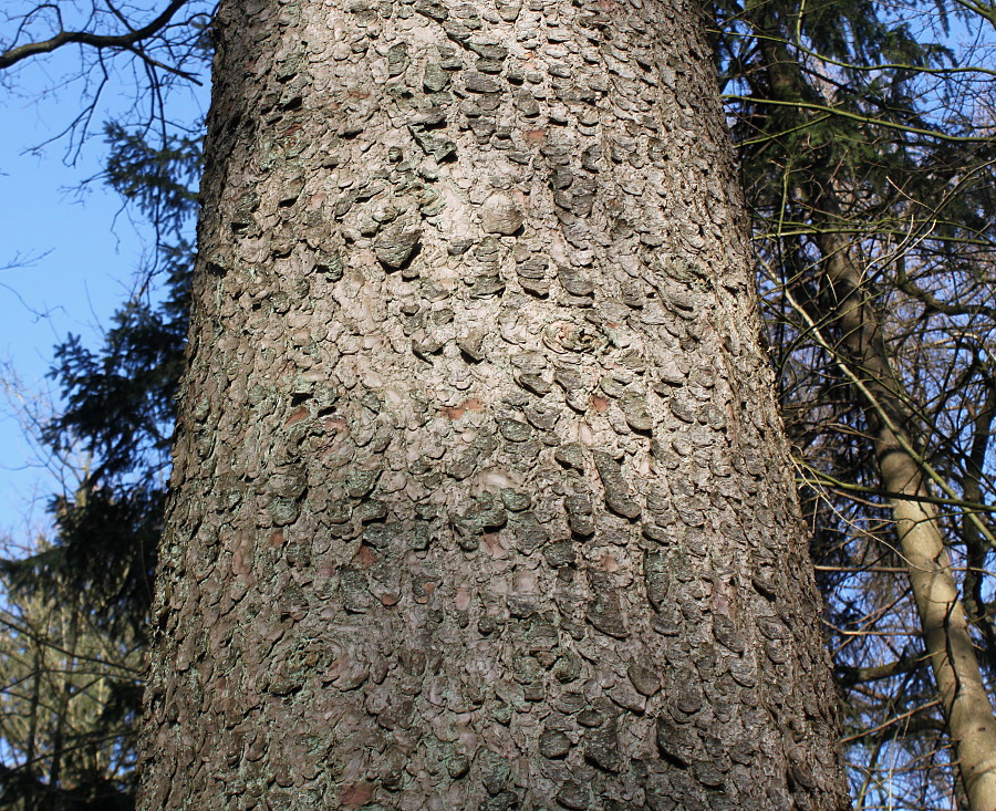 Изображение особи Picea abies.