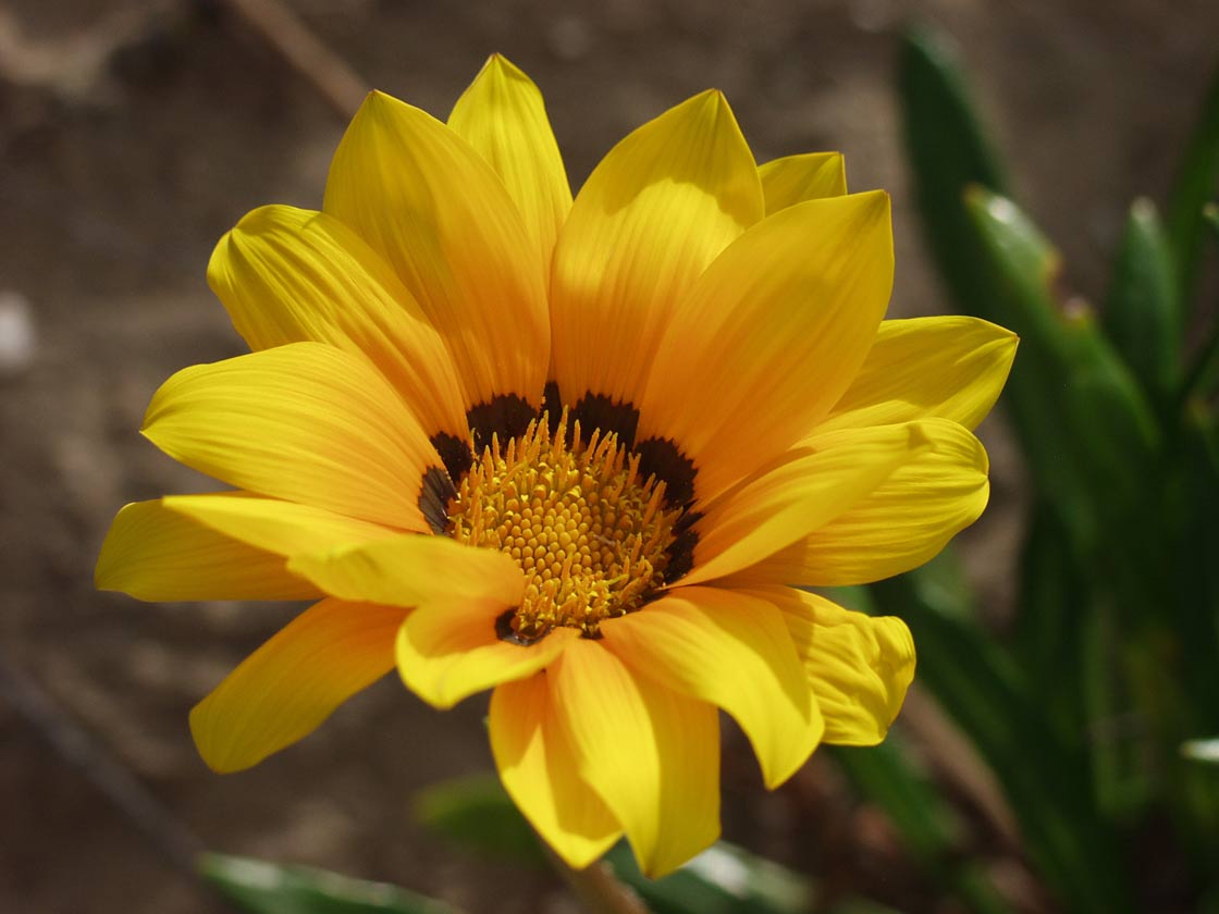 Изображение особи род Gazania.