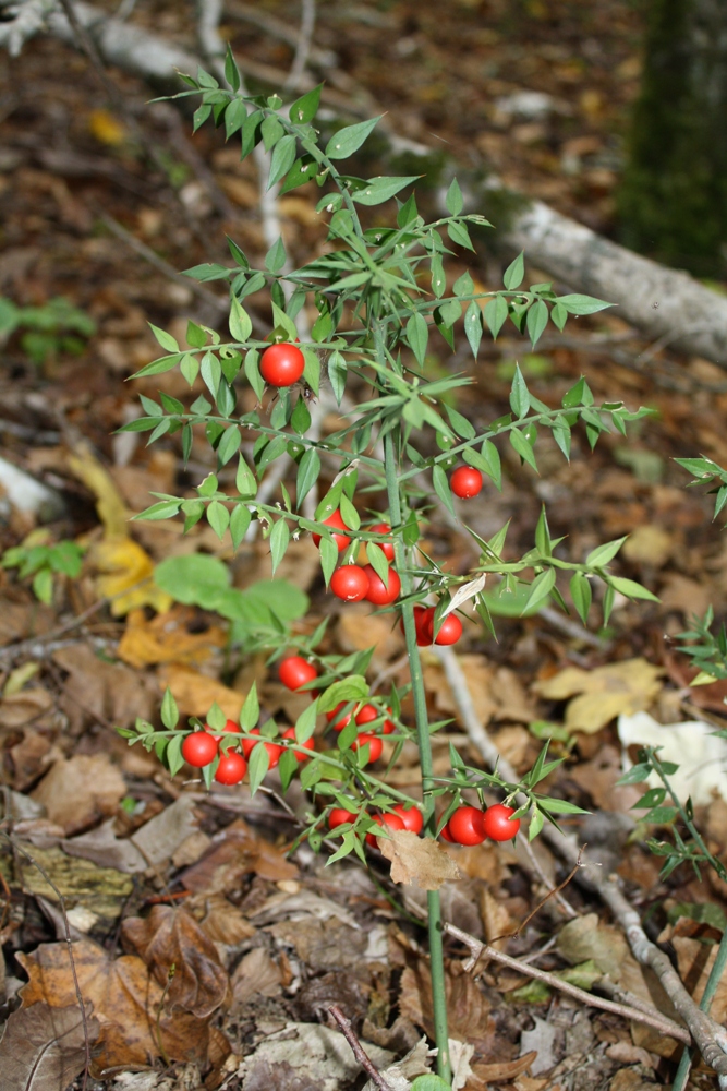 Image of Ruscus aculeatus specimen.