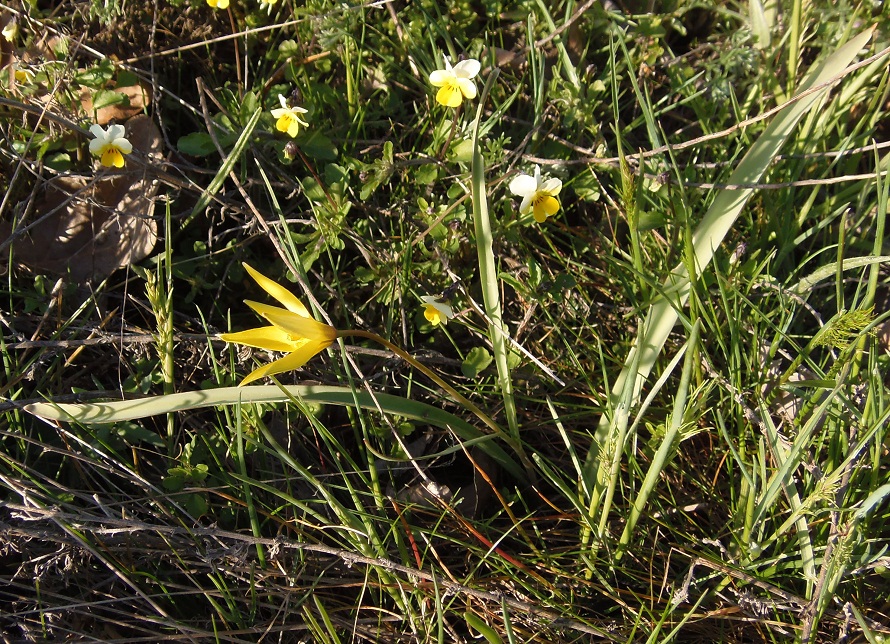 Изображение особи Tulipa biebersteiniana.